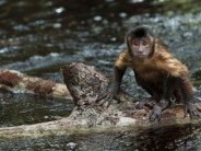 Amazónia - Amazonia